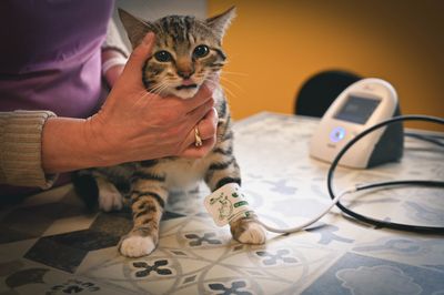 Services Veterinaires Pour Chien Et Chat A Thouars