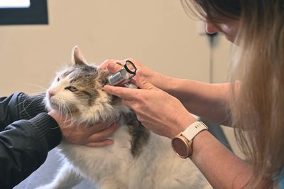 Services Veterinaires Pour Chien Et Chat A Thouars