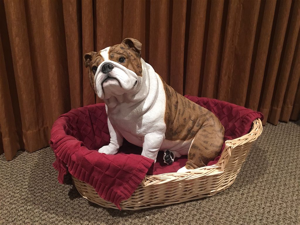 Bulldog sitting in a wicker basket with red blanket against brown curtains.