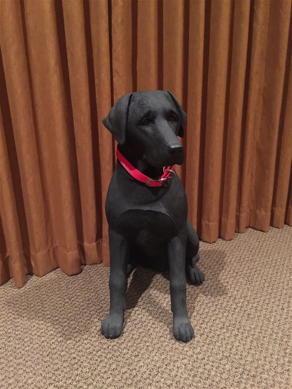 Black Labrador statue with a red collar sits on a patterned carpet in front of orange curtains.