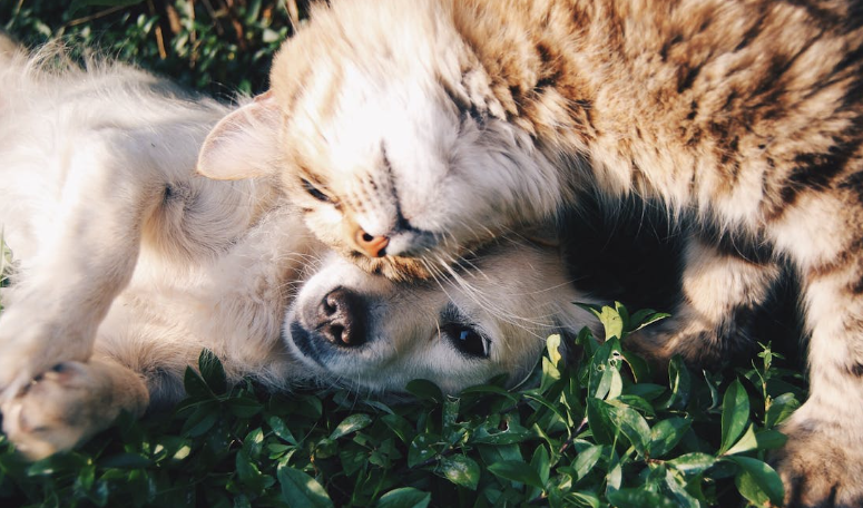 pet friendly apartments in Fayetteville, NC