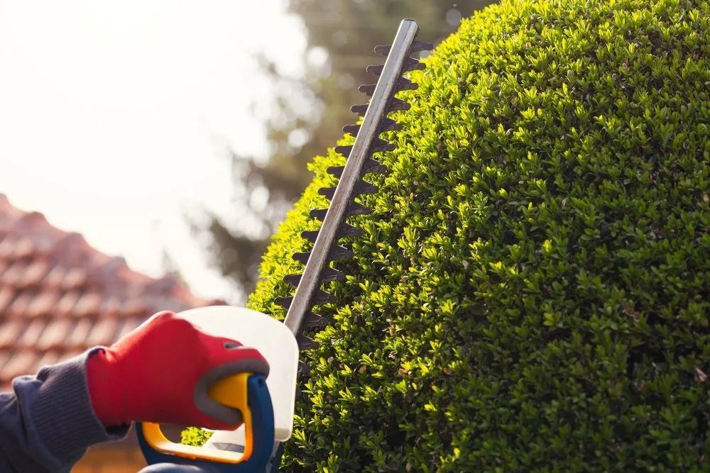 Person Using a Hedge Trimmer to Cut a Green Bush Outdoors — Wellington Mowers & Chainsaws in Wellington, NSW