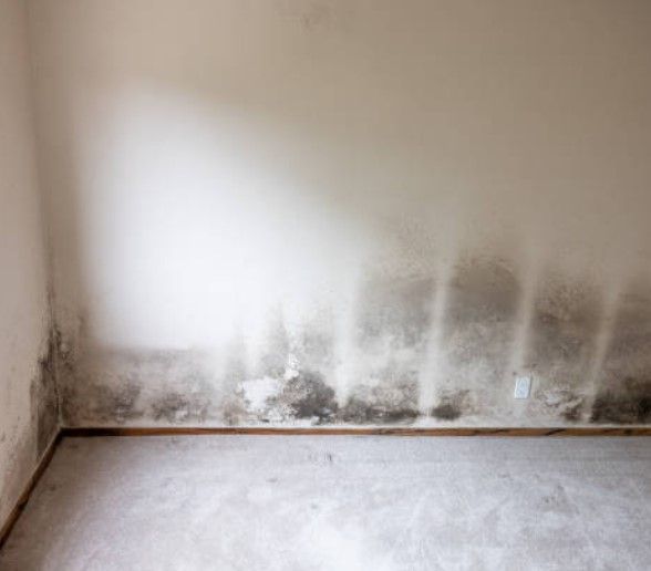 Black Mold Removal