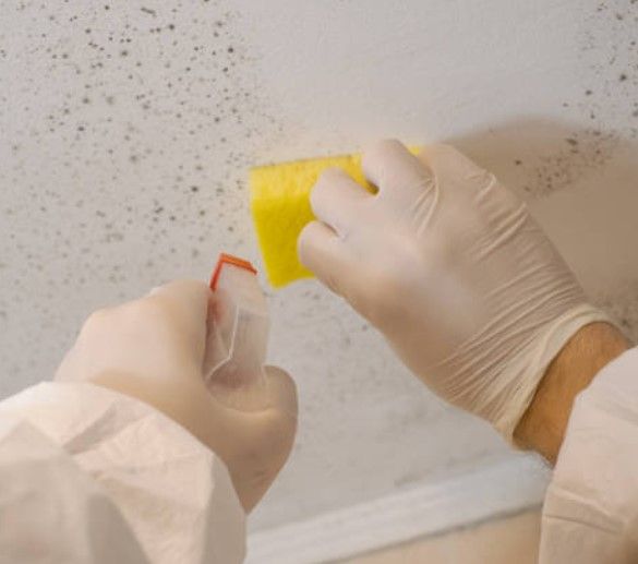 Mold Inspection Company