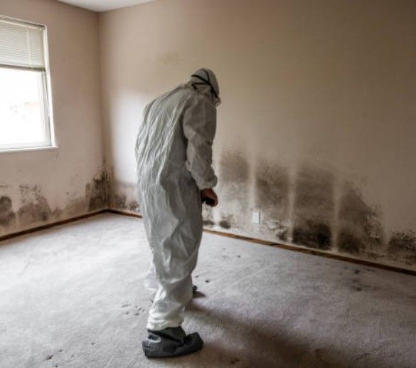 Mold Remediation Services