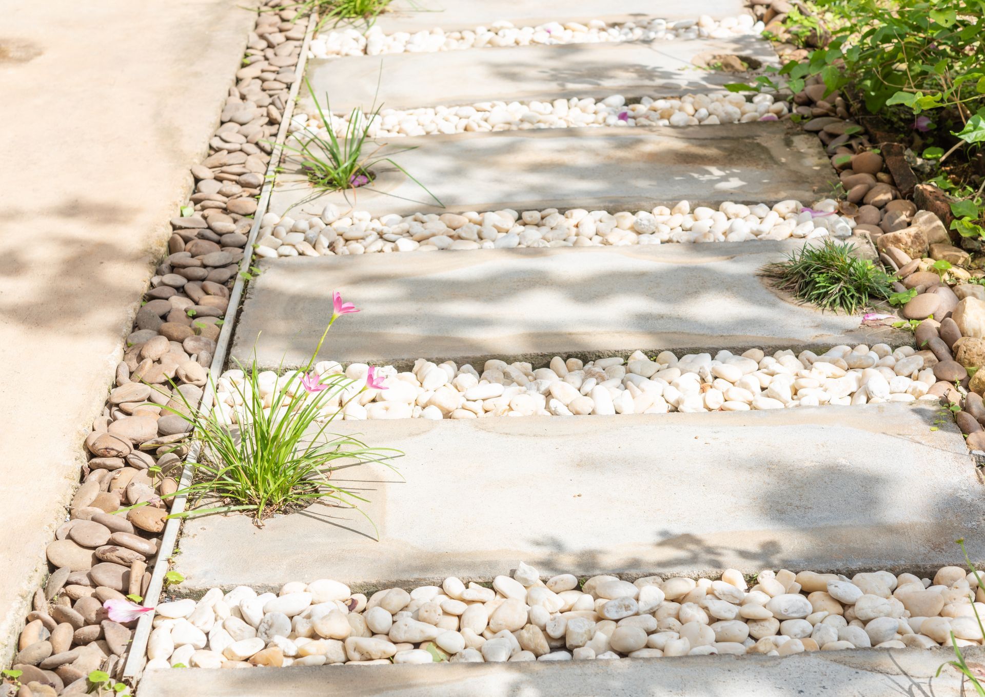 A garden path made of rectangular concrete pavers separated by rows of white decorative stones, with small green plants.