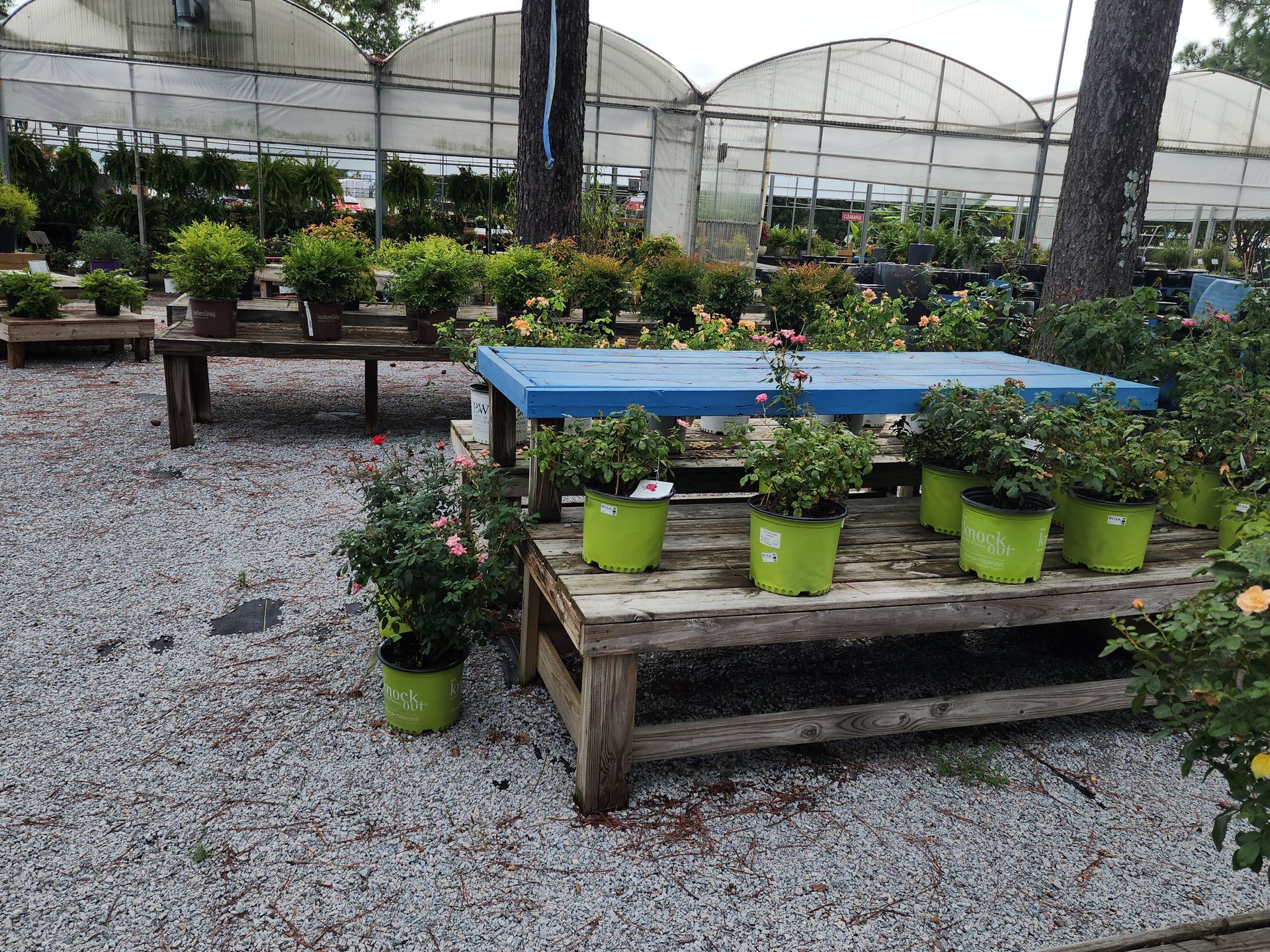 A blue table with green potted plants on it