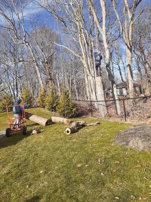 A suburban two-story house nestled among large, lush green trees with a manicured front lawn and a sunny, bright sky.