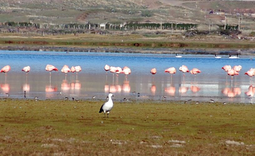 Una bandada de flamencos está parada en la orilla de un lago