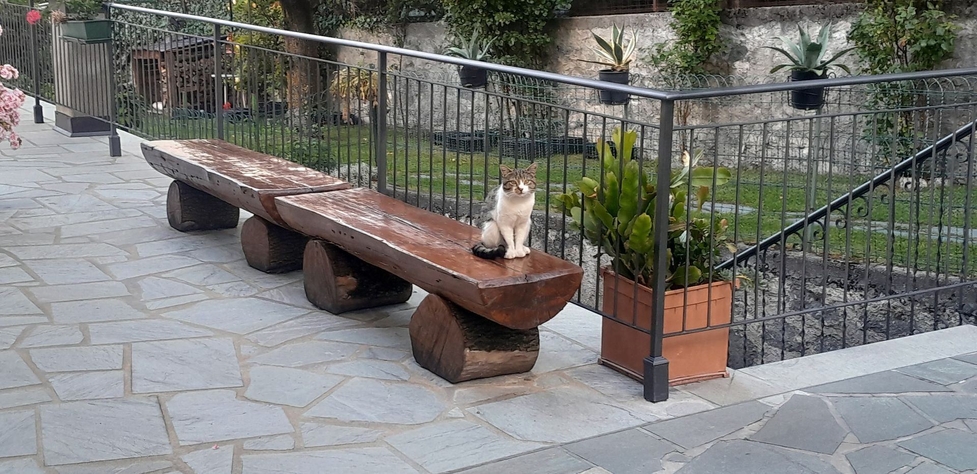 Un gatto è seduto su una panca di legno accanto a una pianta in vaso