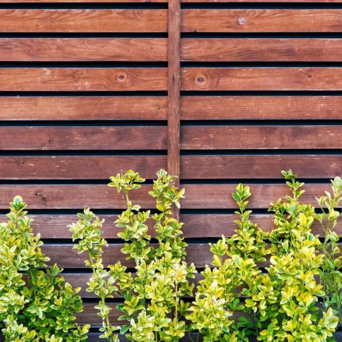 A wooden fence with a row of plants in front of it.
