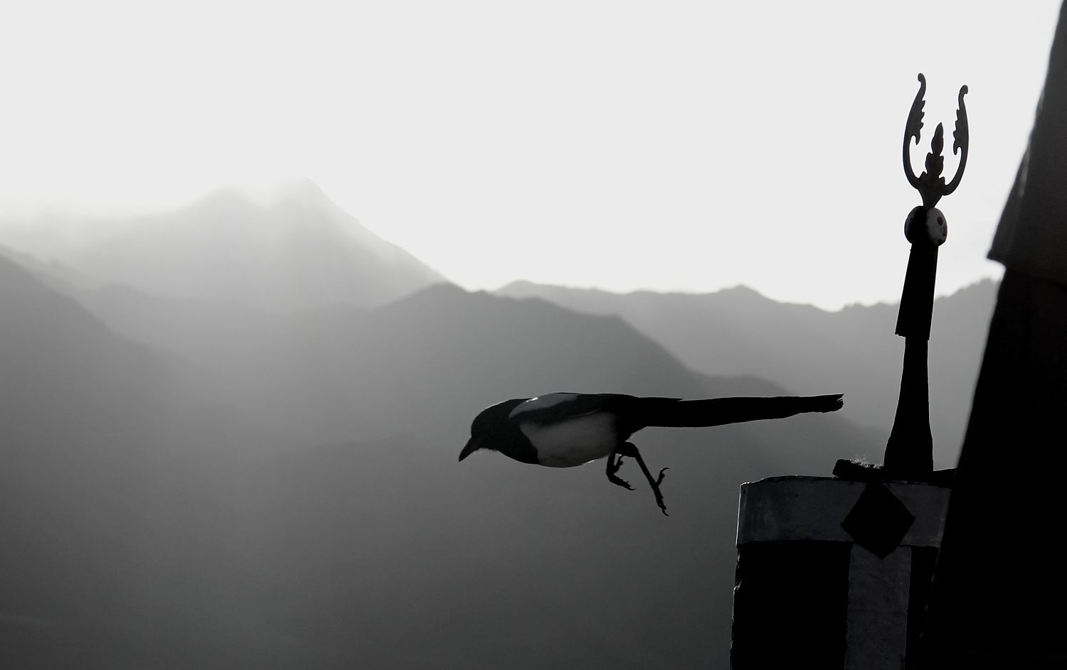 Black and white photo of a magpie taking flight from a rooftop with mountains in the background.