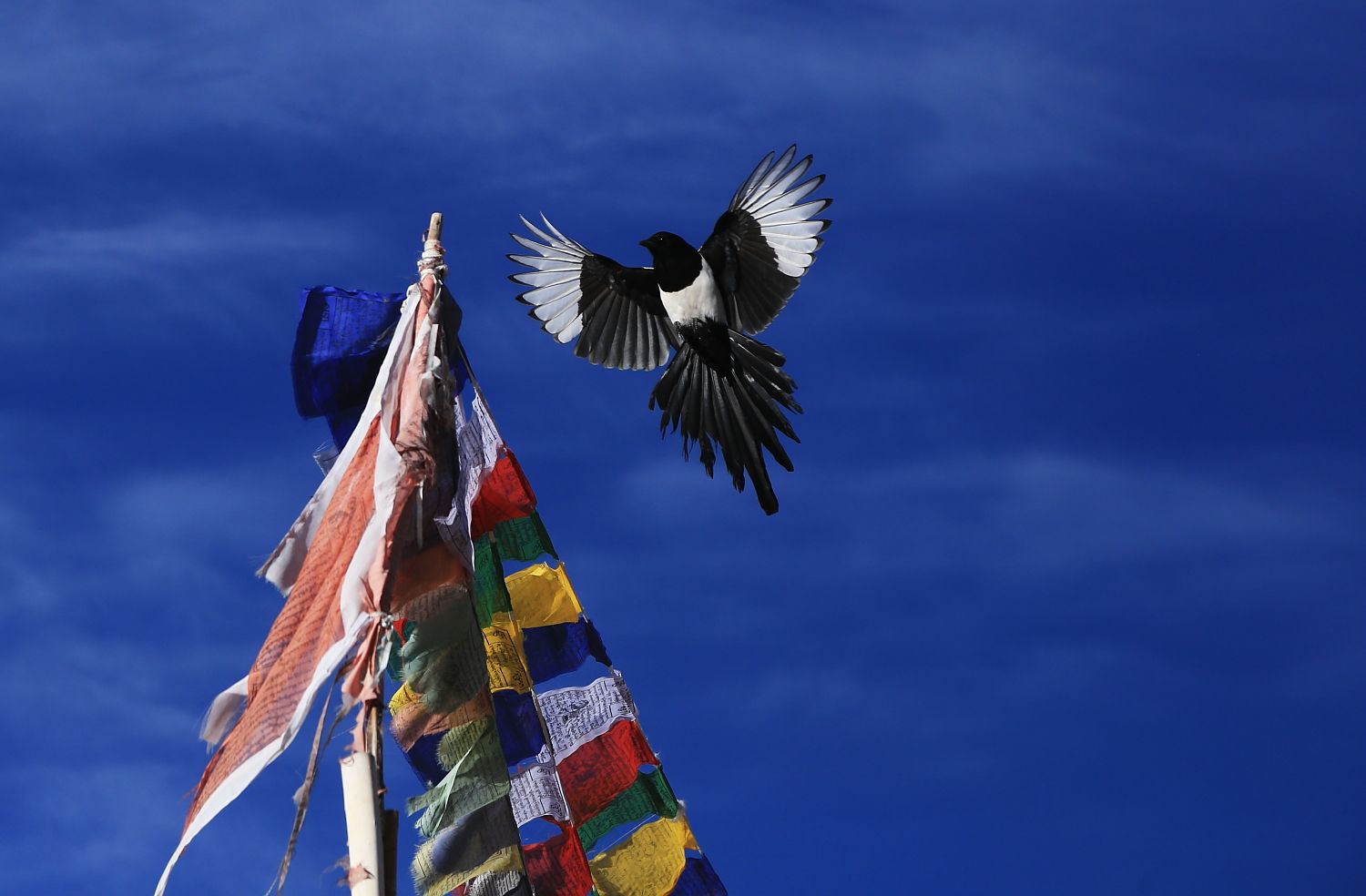 Magpie in flight above colorful prayer flags, against a bright blue sky.