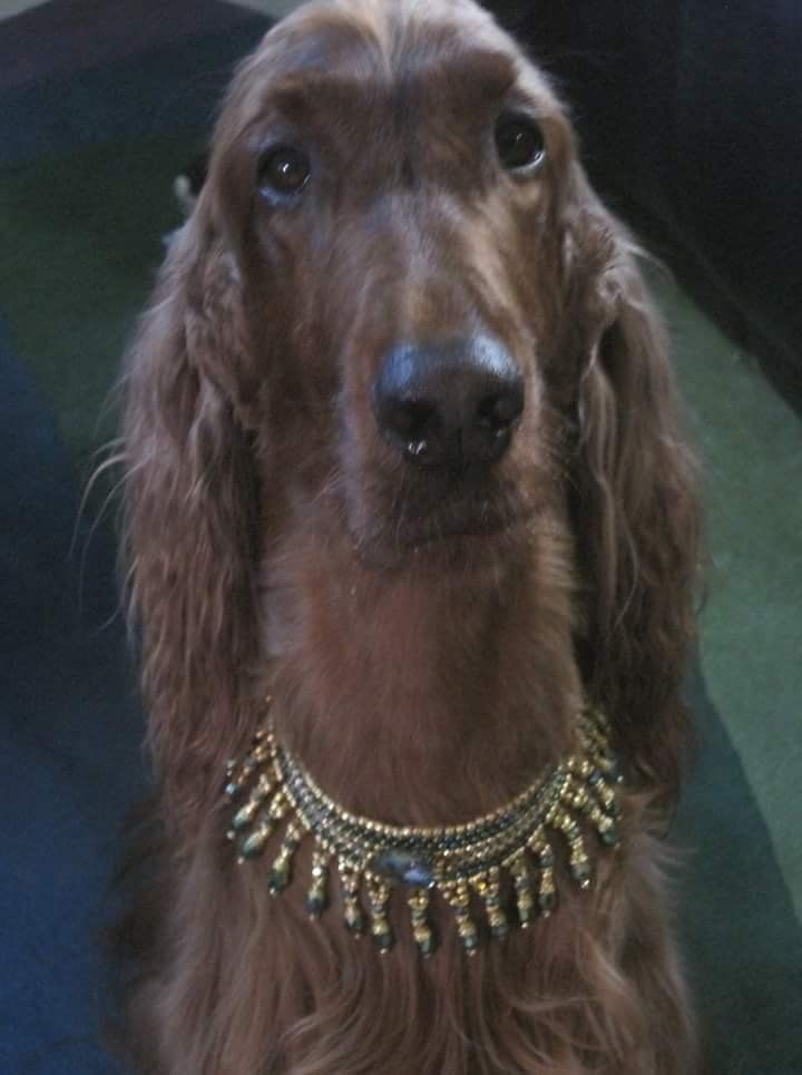 Cute pup sporting a Puppy Posh collar