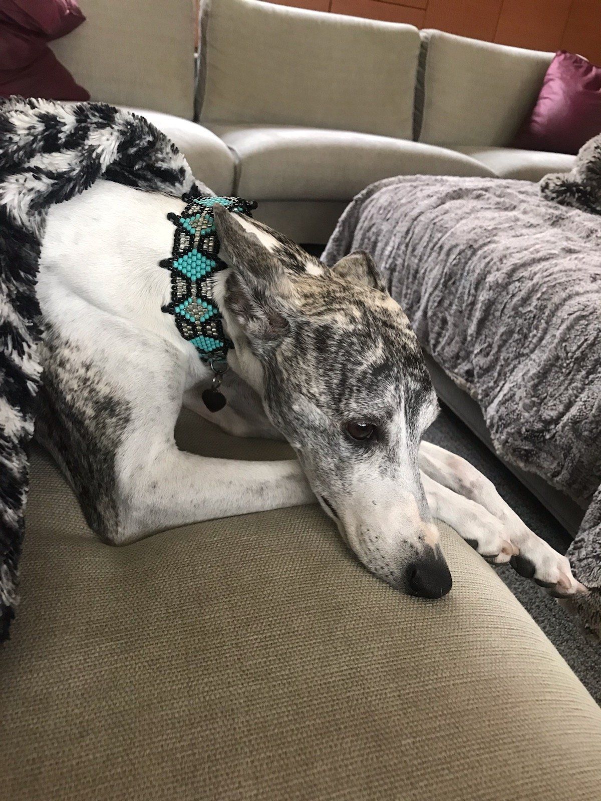 Darling dog wearing a handcrafted custom collar