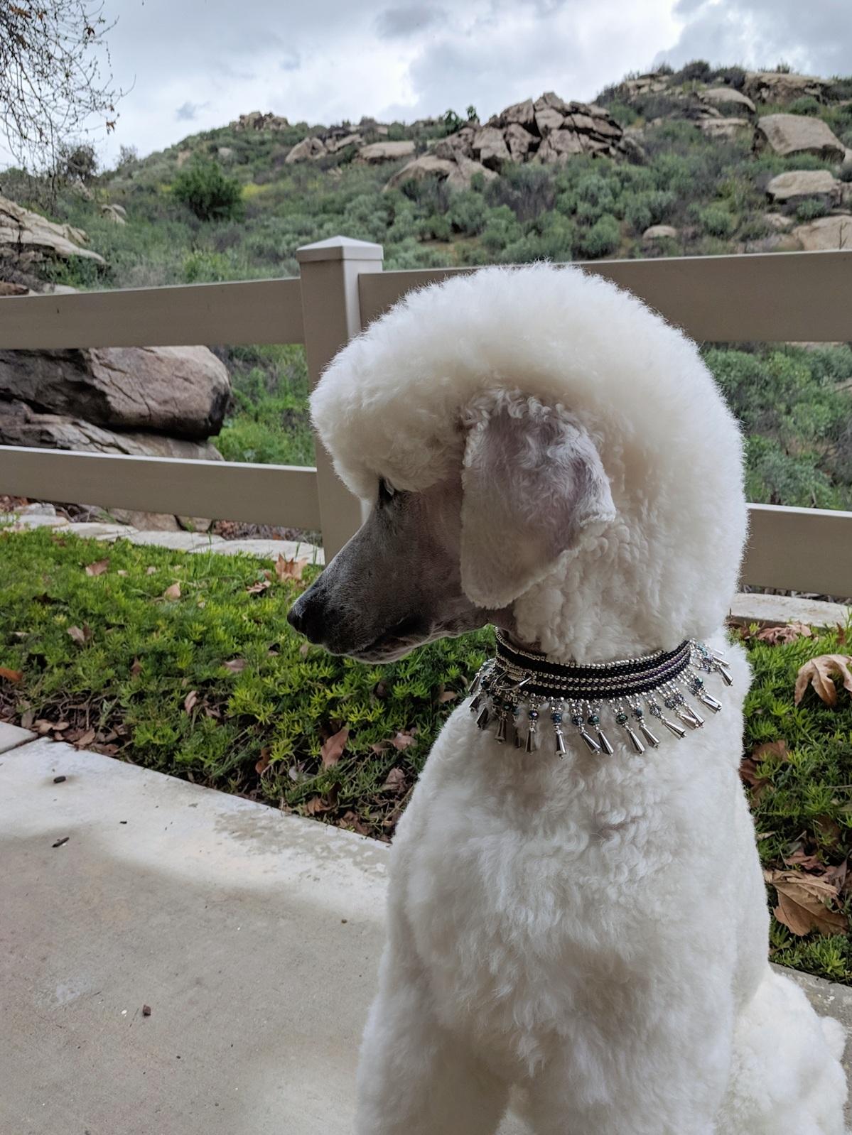 Handmade collar worn by this darling pup