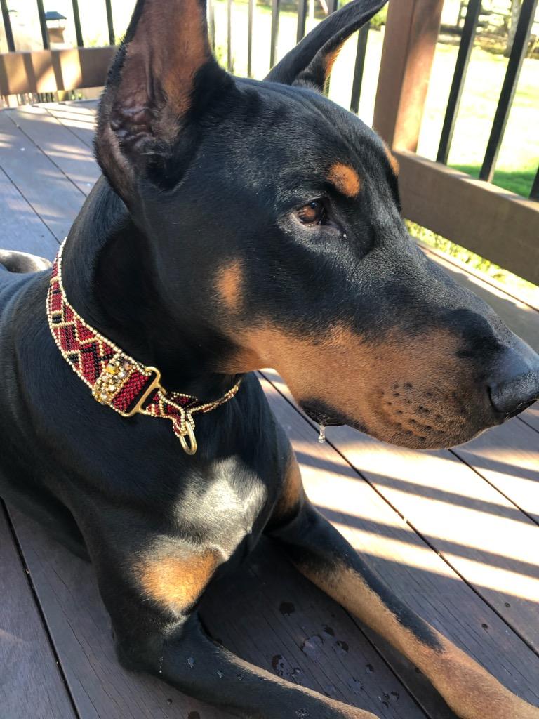Adorable furry friend wearing a Puppy Posh collar