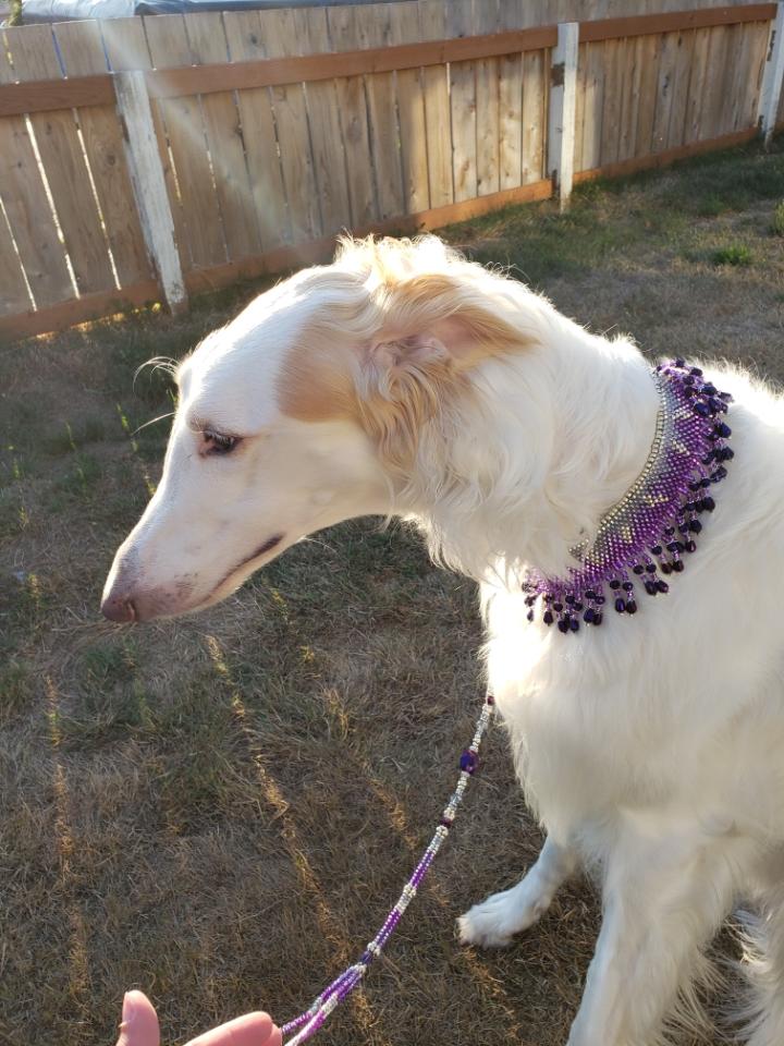 Handcrafted custom collar modeled by this cute pup