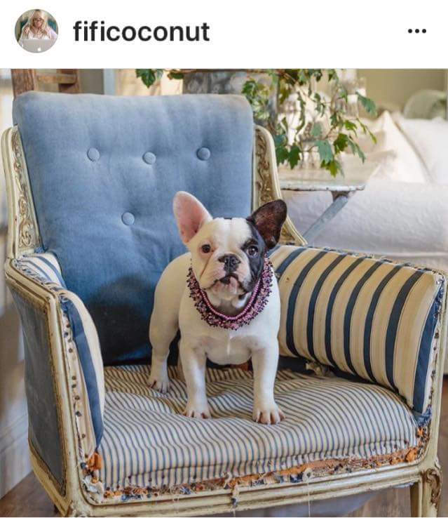 Handcrafted custom collar worn by this adorable dog