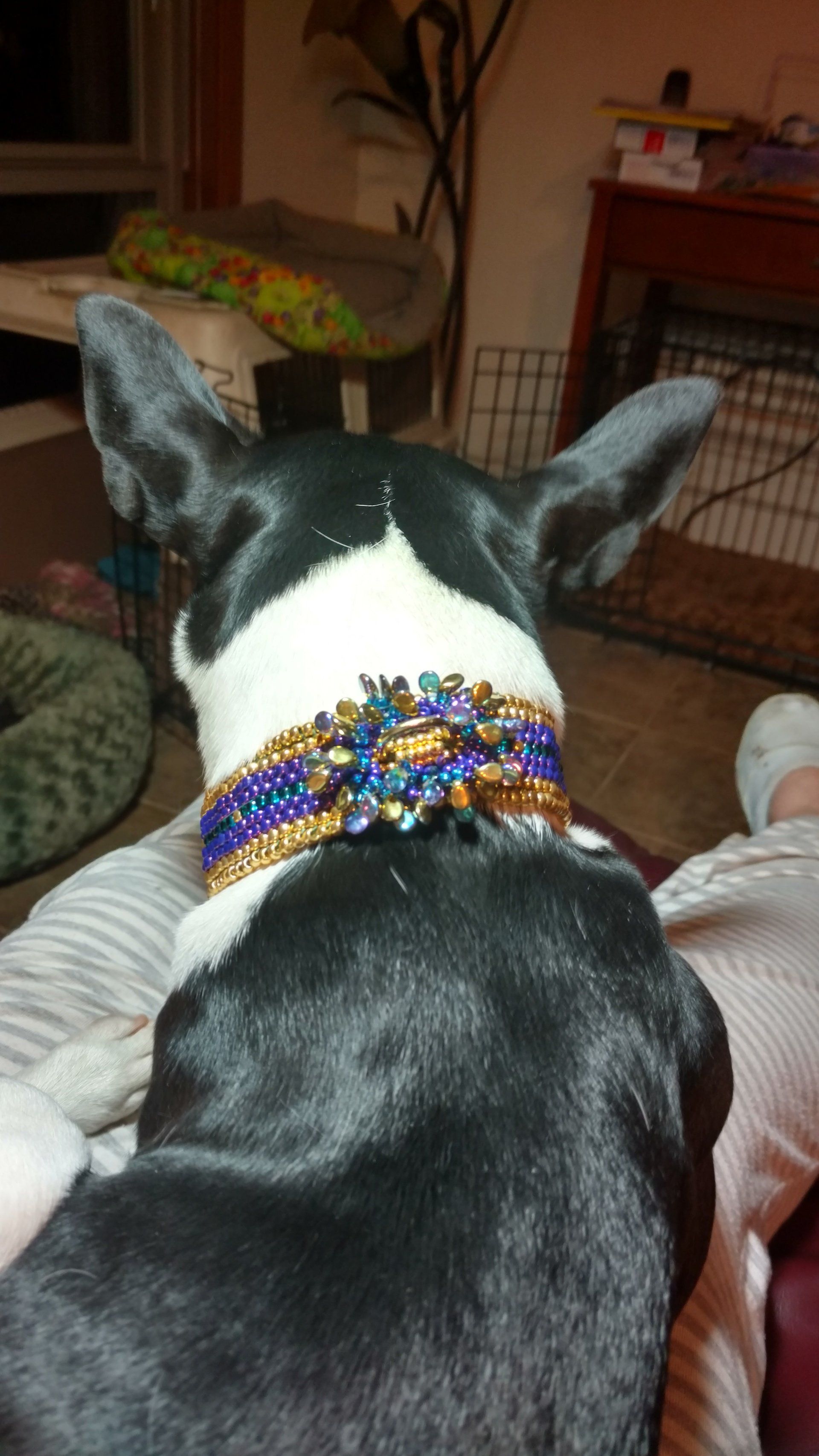 Handcrafted collar proudly worn by this cute dog