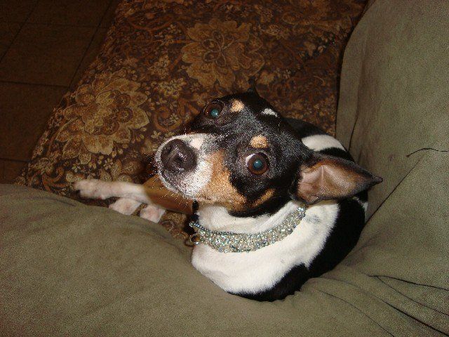 Cute pup wearing a Puppy Posh custom dog collar