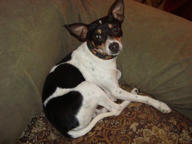 Handcrafted collar modeled by this adorable pup
