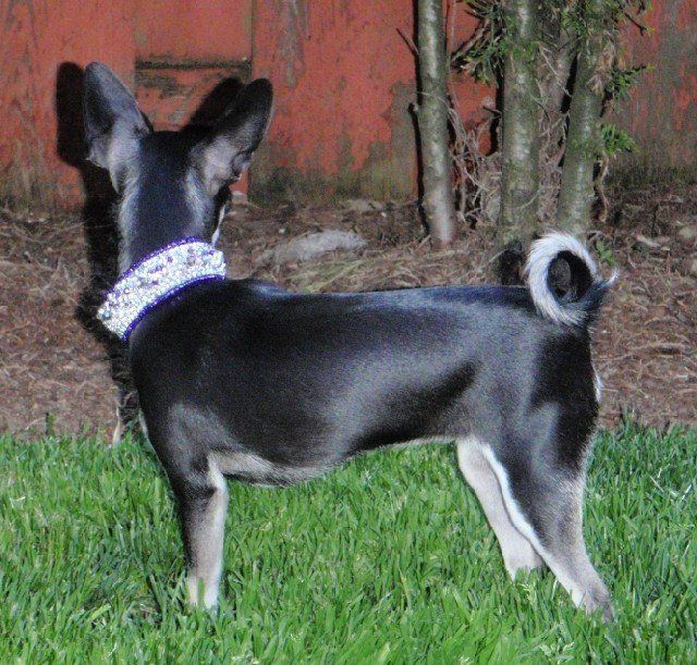 Puppy Posh exclusive collar modeled by this darling dog