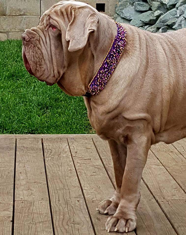 Red Violet Caterpillar Collar