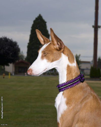 Champion Natia, the Ibizan Hound, bred, shown wearing  a Puppy Posh custom dog collar and owned by Lynna Campbell