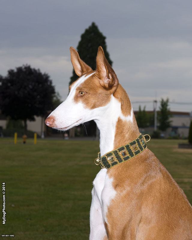 posh puppy collars