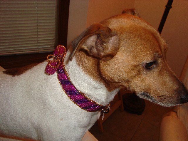 Darling dog sporting a handcrafted custom collar