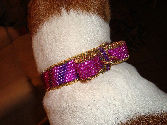 Darling furry friend modeling a Puppy Posh exclusive custom dog collar