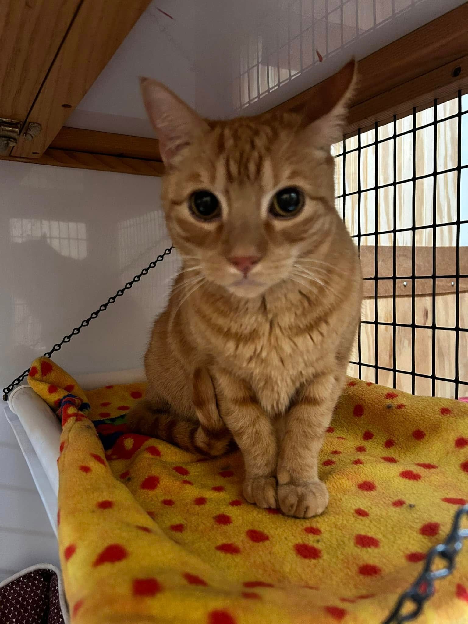 Orange tabby cat with big eyes sits on a yellow hammock in a cage.