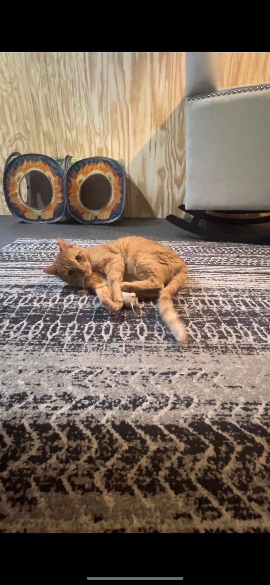 Tabby cat with green eyes looking upwards, paws resting on a white surface.