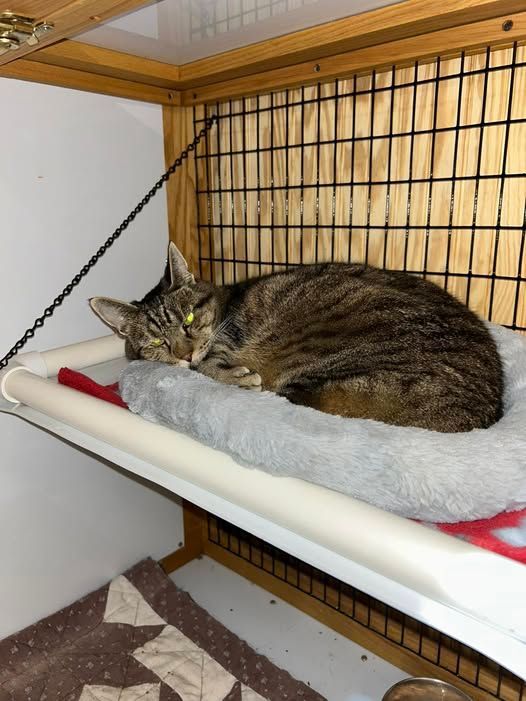 Cat resting on a hanging bed inside a cat enclosure, brown tabby with green eyes.