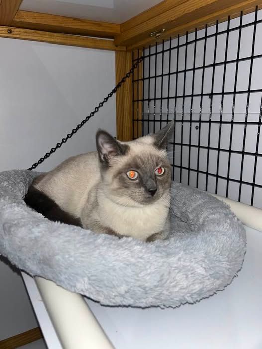 A Siamese cat with blue eyes rests in a gray, fluffy bed inside a small cage.