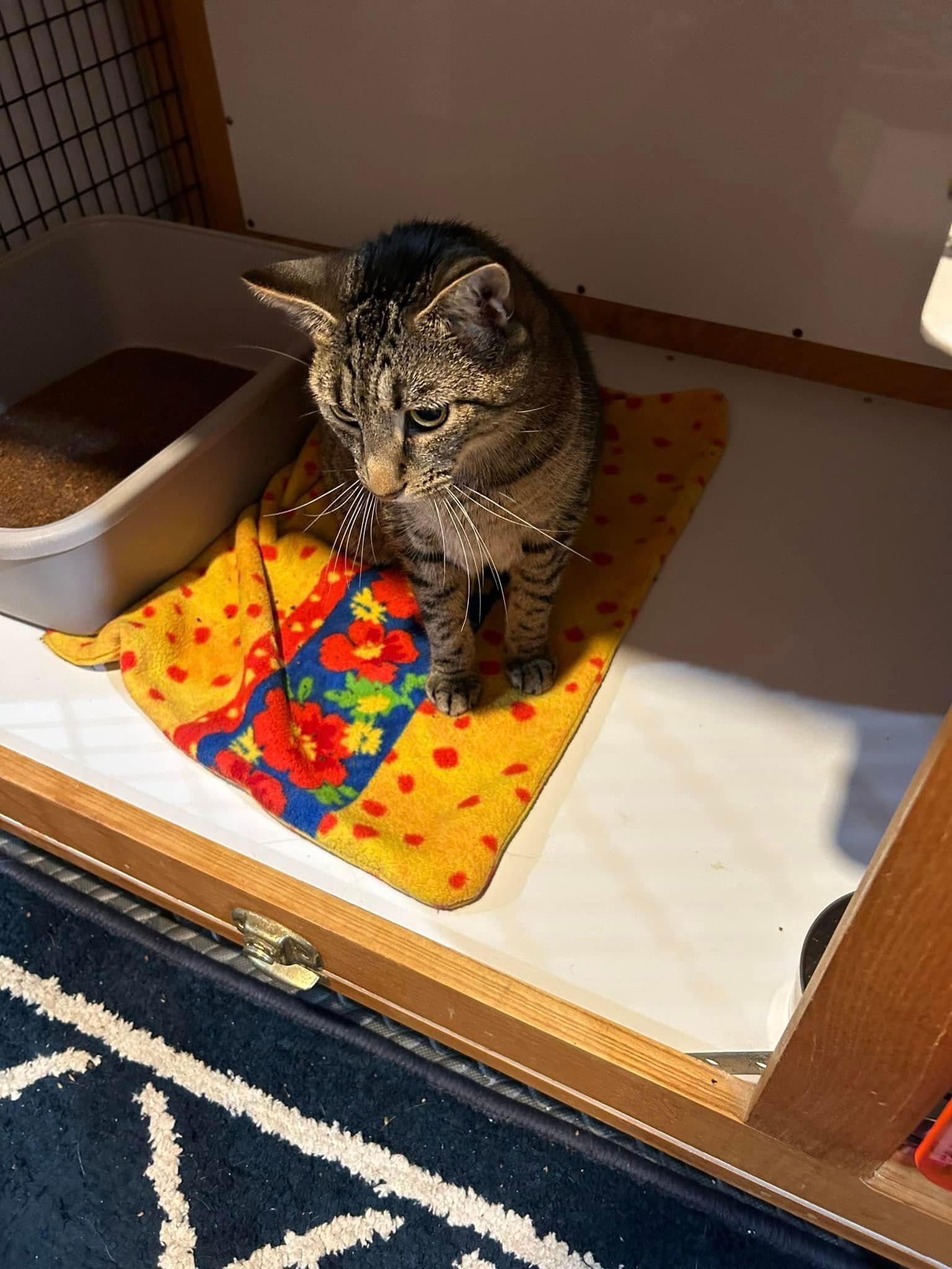 Tabby cat sits on a yellow towel in a wooden enclosure, looking down. A litter box is visible.