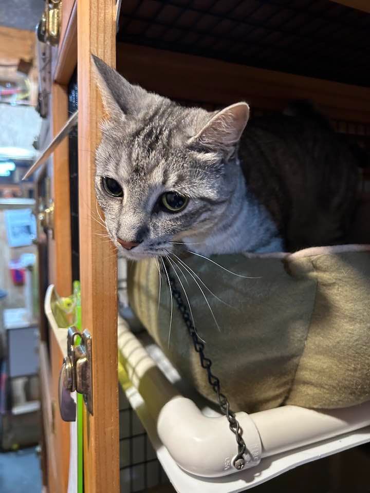 Gray tabby cat resting in a hanging bed inside a wooden cage.