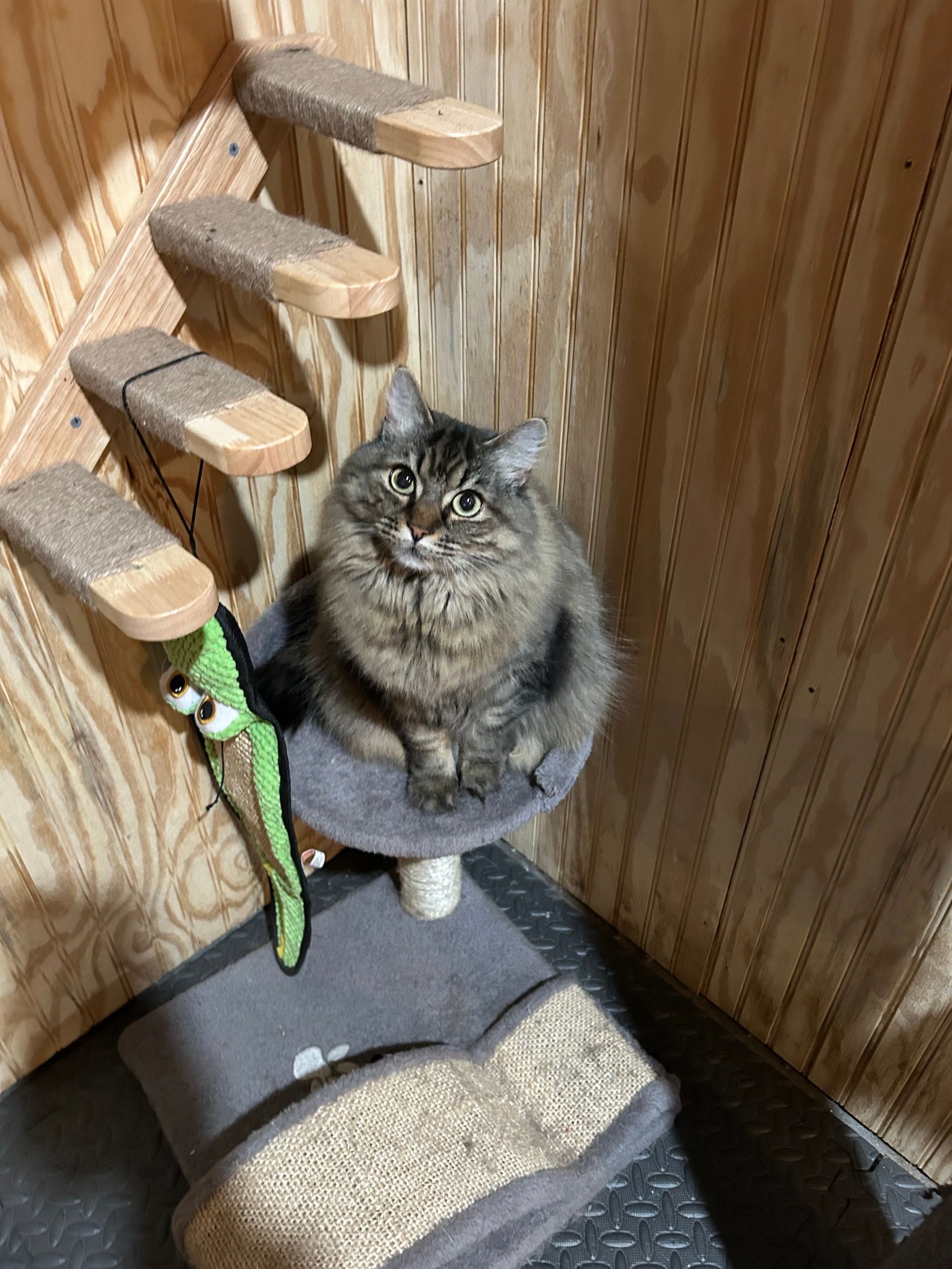 Fluffy tabby cat sits on a small perch, looking at the camera, with a toy. Cat tree and stairs in background.