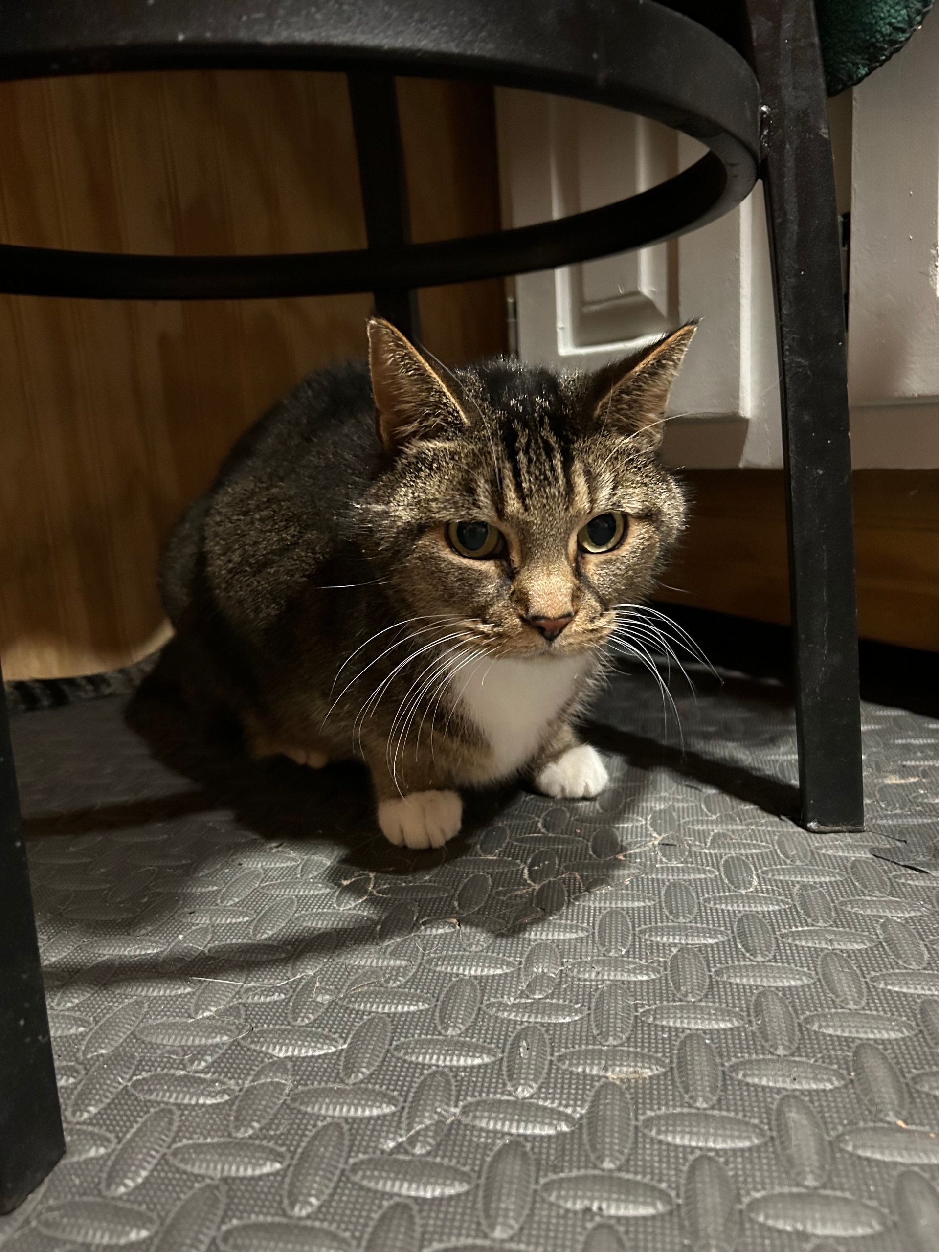 Cat with tabby markings sits under a black stool on a textured floor.