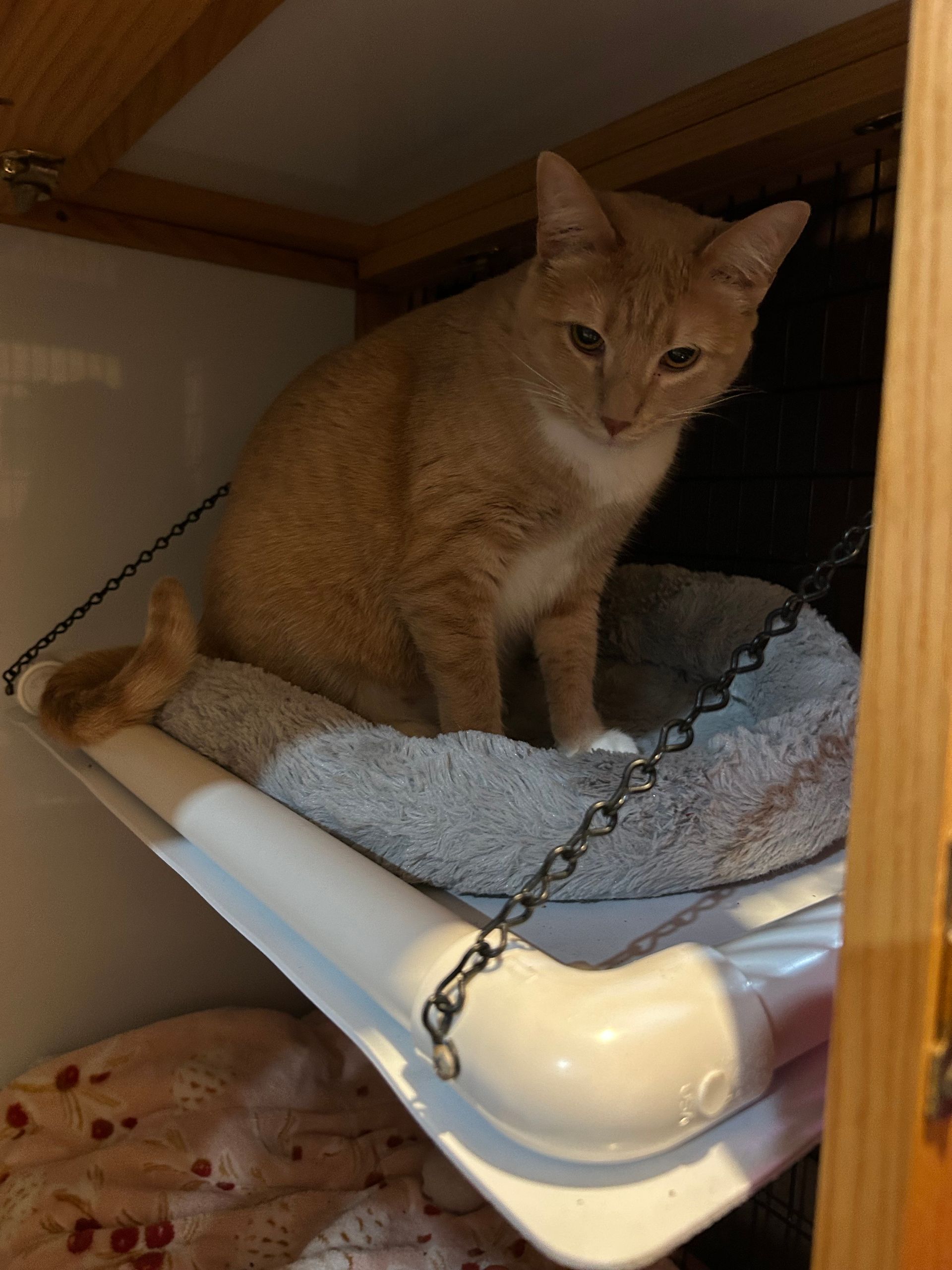 Orange cat sitting on a cushioned shelf, inside a wooden cabinet.