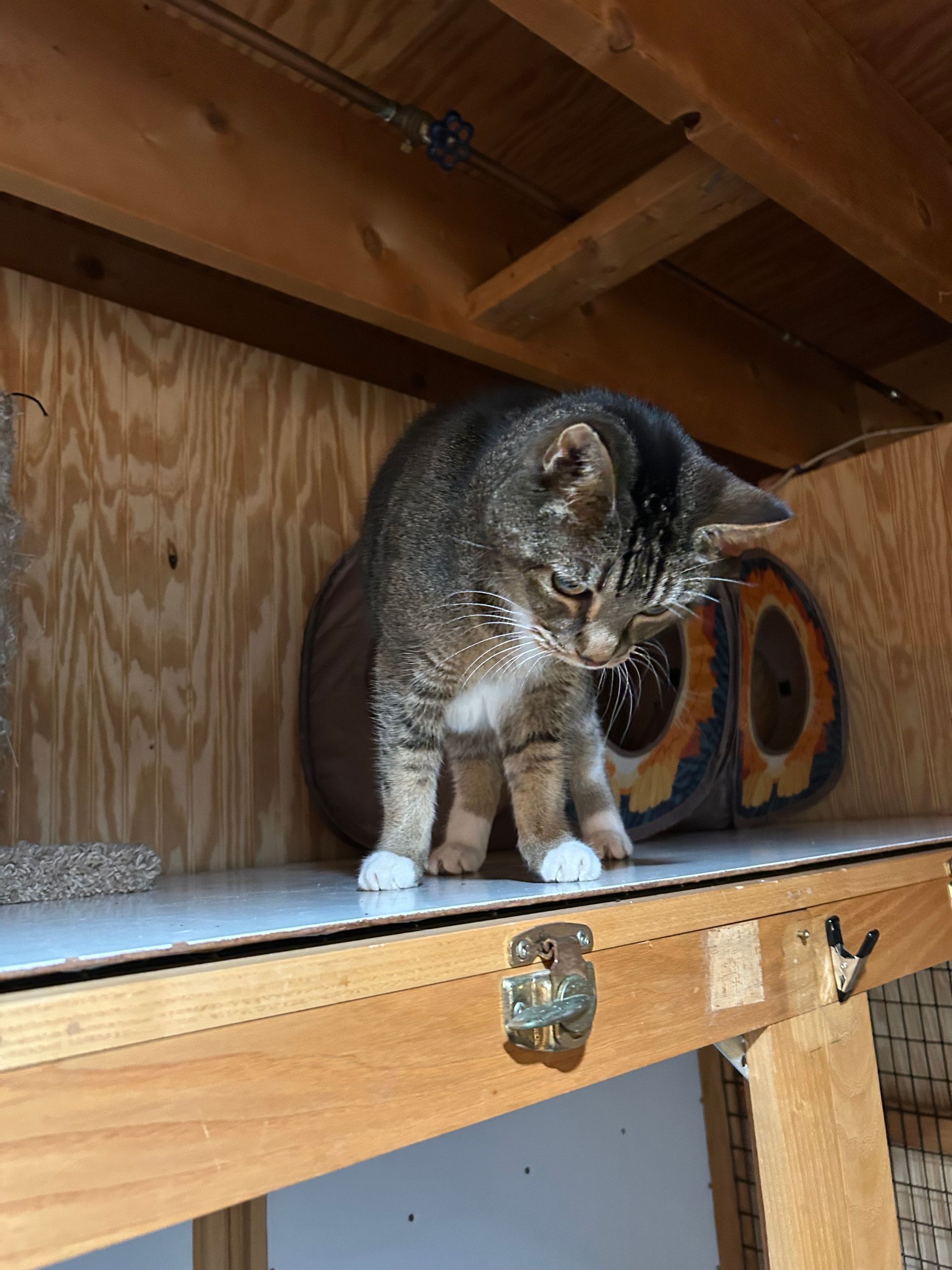 Cat with gray and brown tabby fur standing inside a wooden structure, looking down.