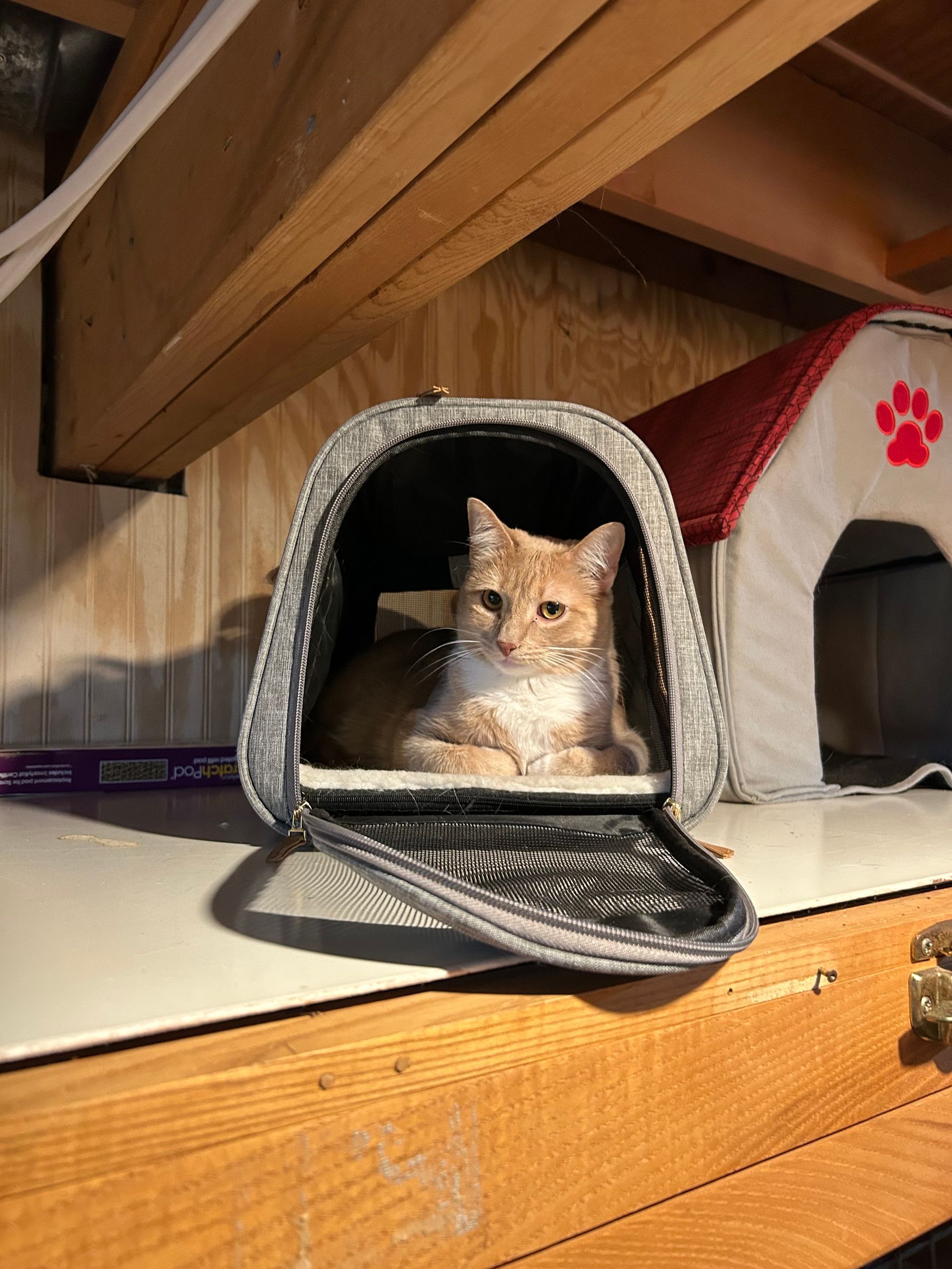 Orange tabby cat inside a gray carrier, resting on a shelf near a red dog house.