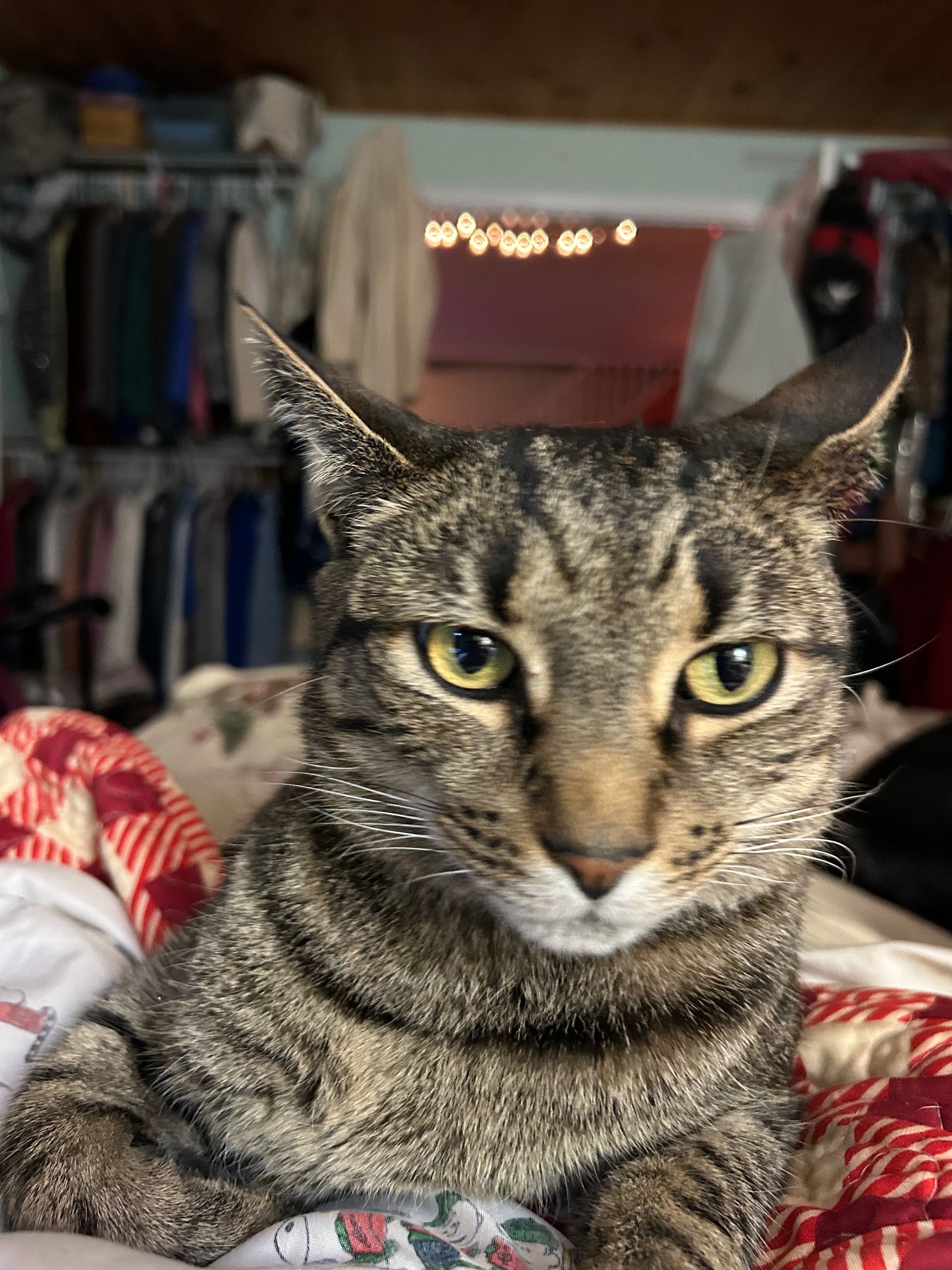Tabby cat with yellow eyes lounges on a bed, looking directly at the camera.