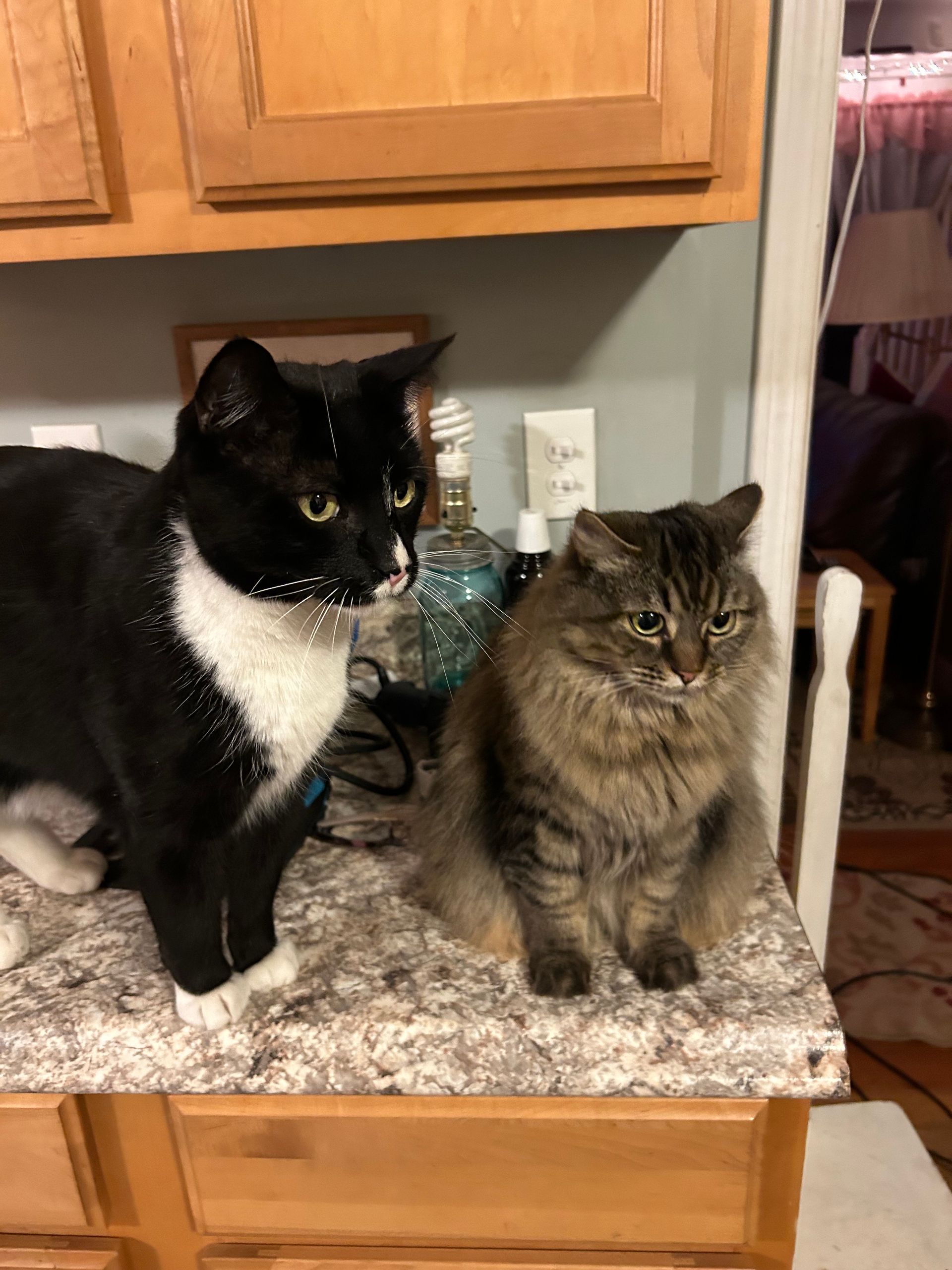Two cats on a counter. Black and white cat with white speckles, next to a fluffy tabby cat. Kitchen setting.