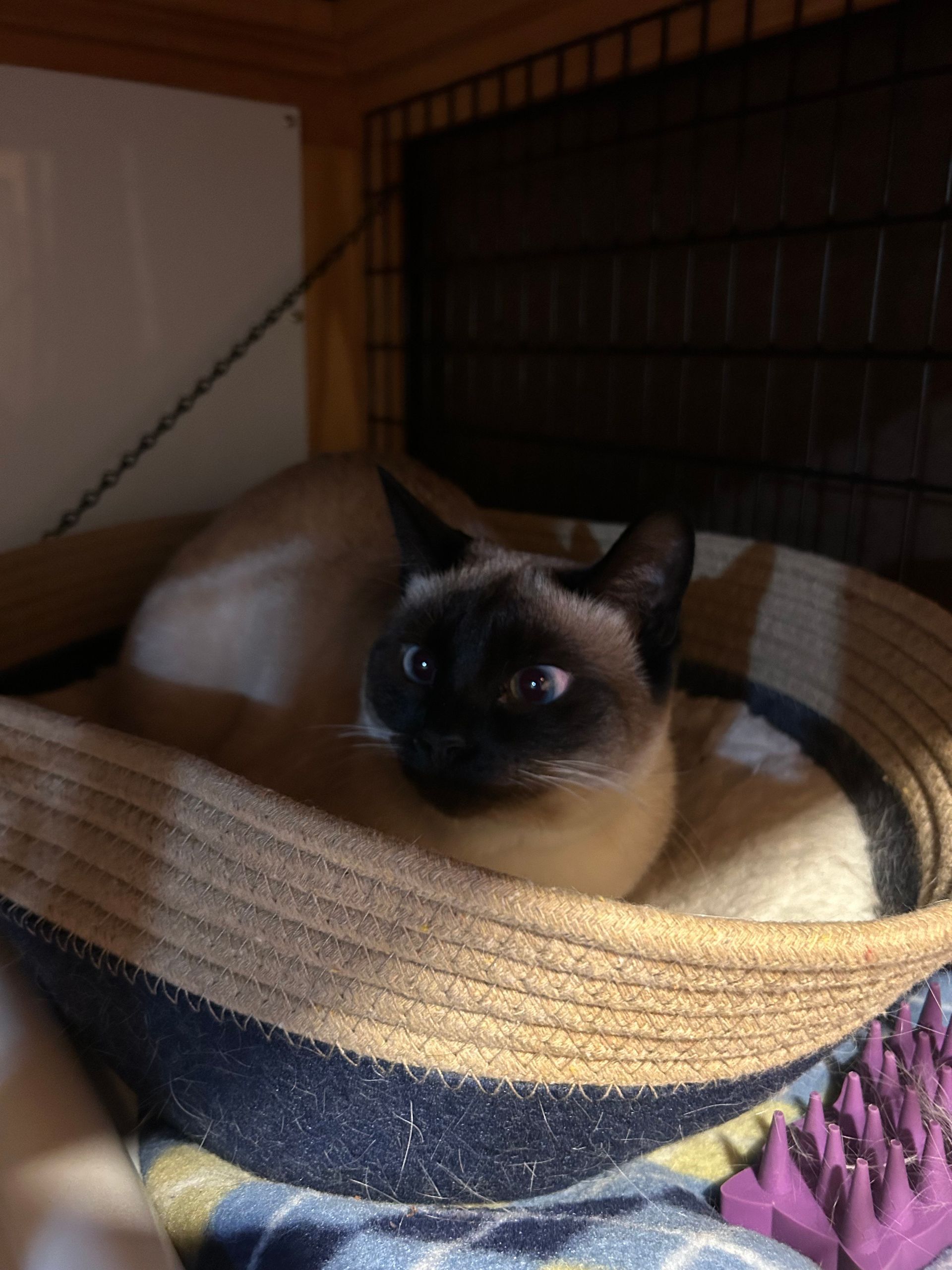Siamese cat nestled in a woven hat, indoors. It has blue eyes and a dark face.