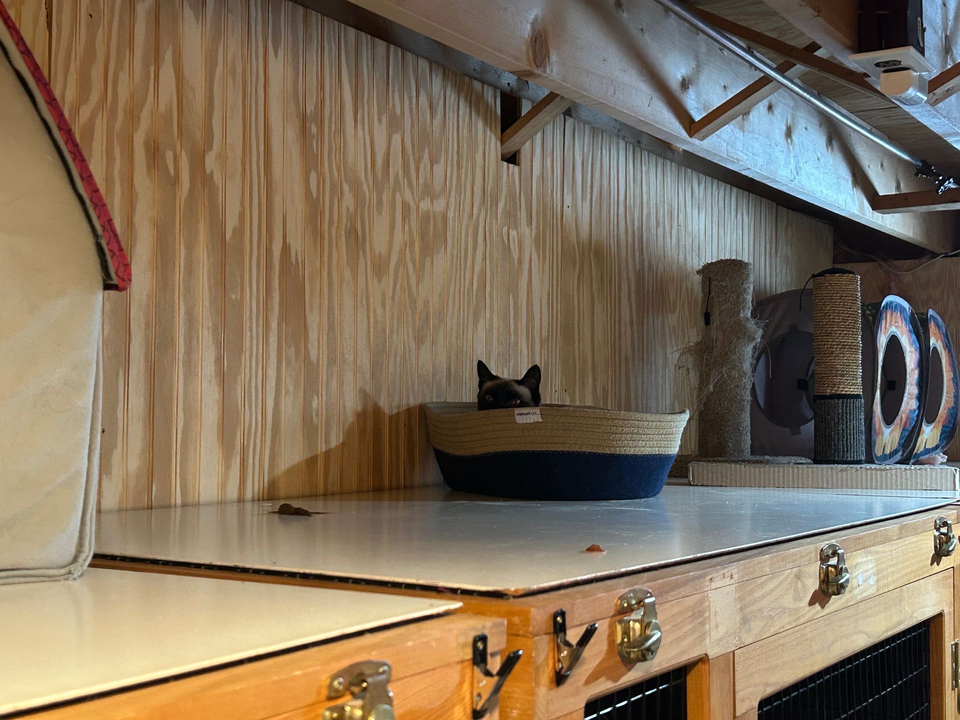 Cat peering from a woven basket on a shelf in a wood-paneled enclosure.