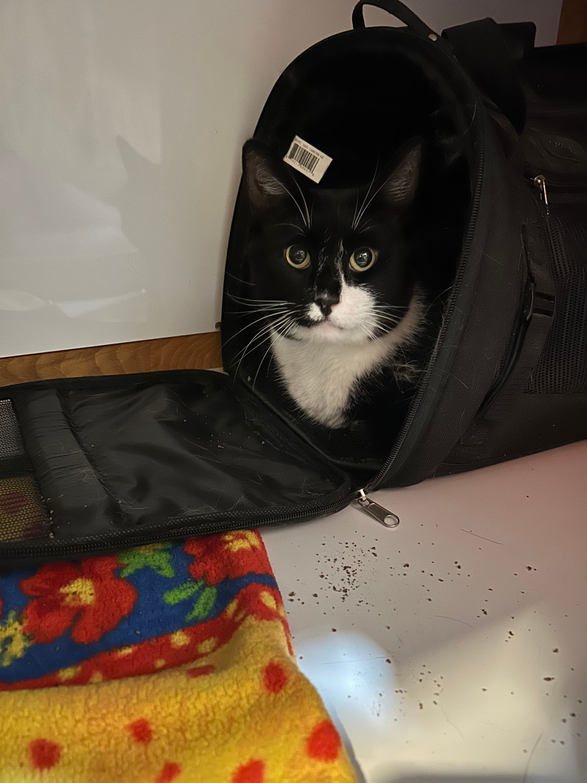 Tuxedo cat peeking out of a black travel bag, resting on a colorful blanket.