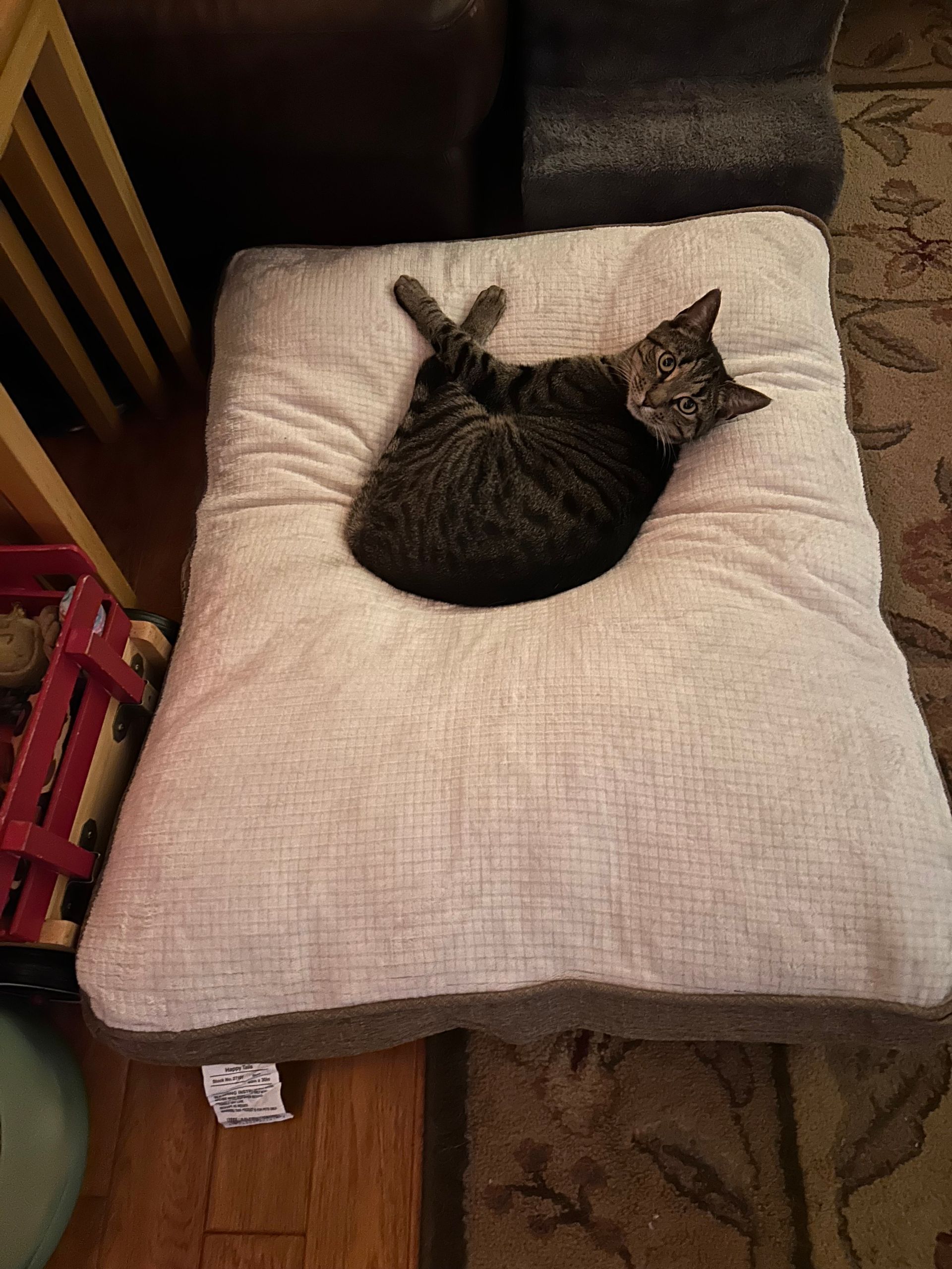 Cat curled up on a white pet bed with a brown and gray pattern on the floor.