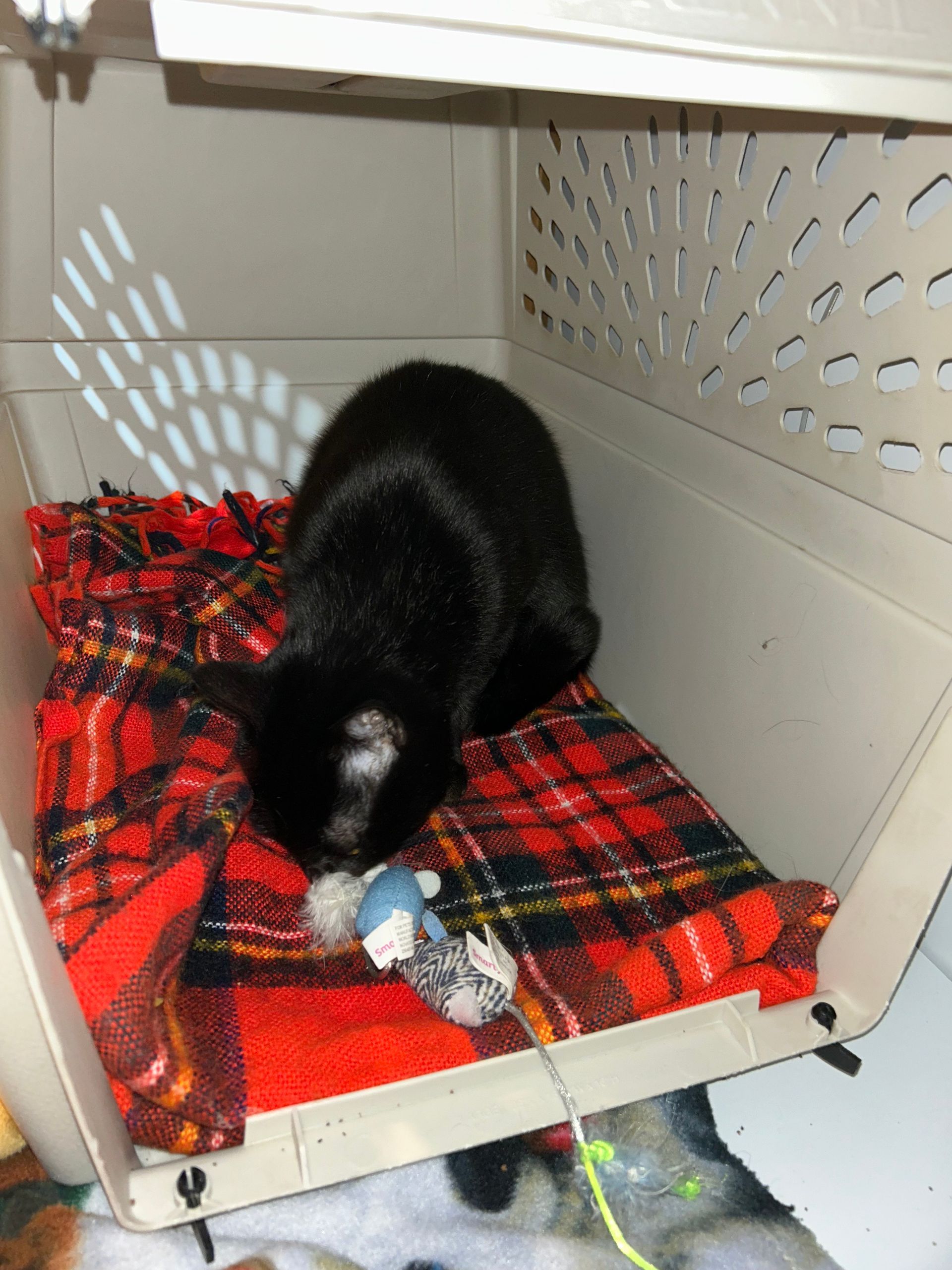 Black and white cat in a carrier on a red plaid blanket, playing with a toy.